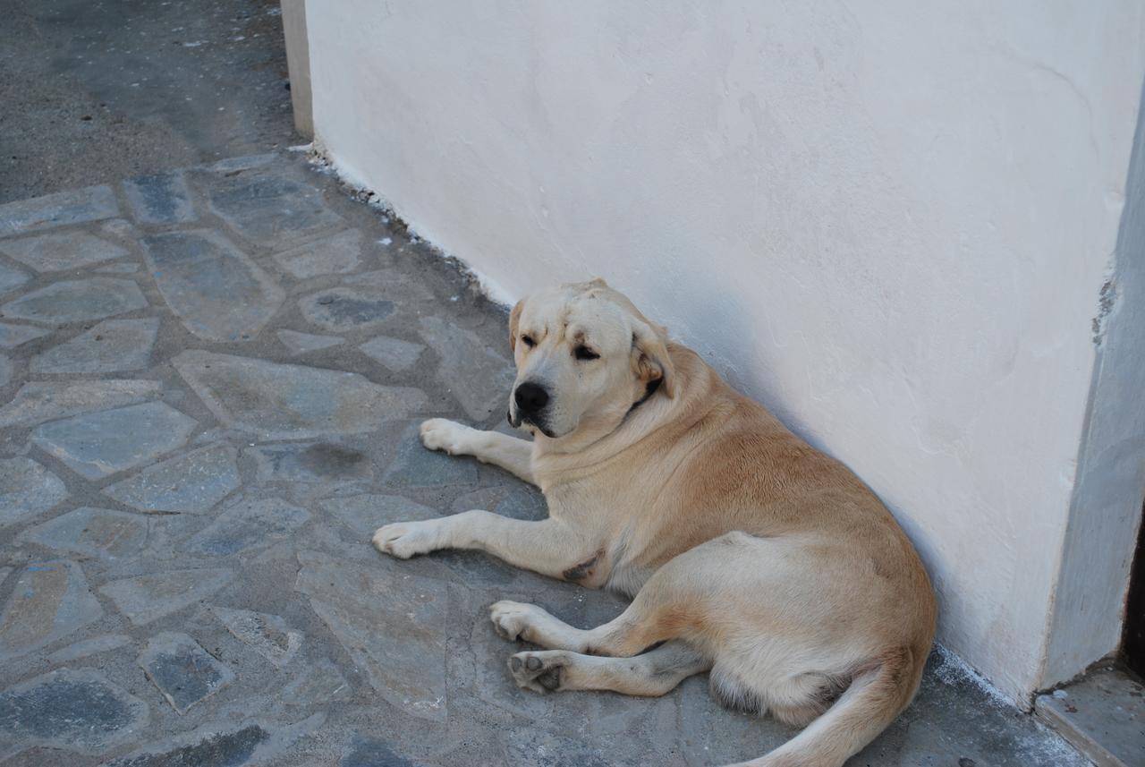 Anixi Apartment Astypalaia Exterior photo